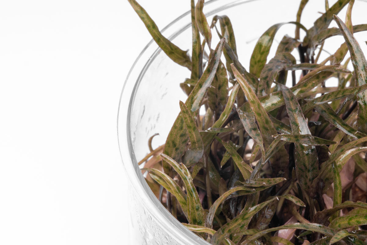Cryptocoryne Ferruginea Sekadauensis Live Aquarium Plant - Easy Care Aquatic Plant for Fish Tanks, Aquascaping & Low-Tech Aquariums