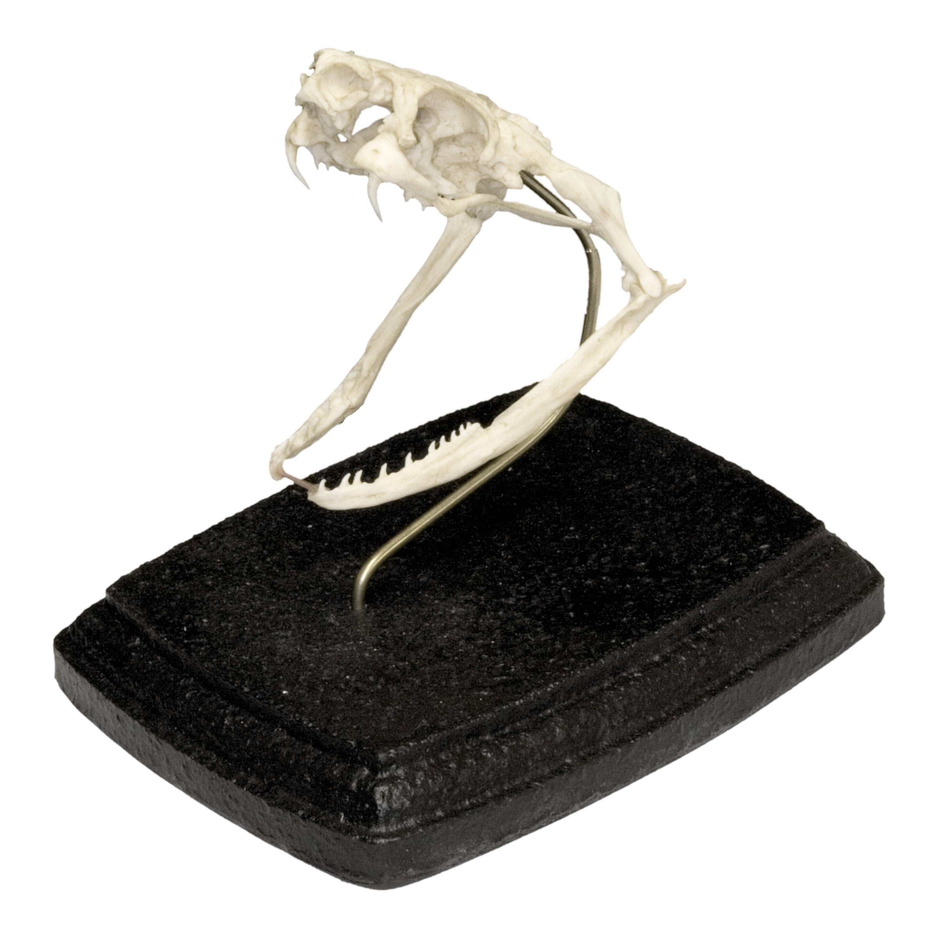 Authentic Replica King Cobra Skull - Realistic Snake Skull Decor for Halloween, Gothic Home Decor, or Science Classroom Display