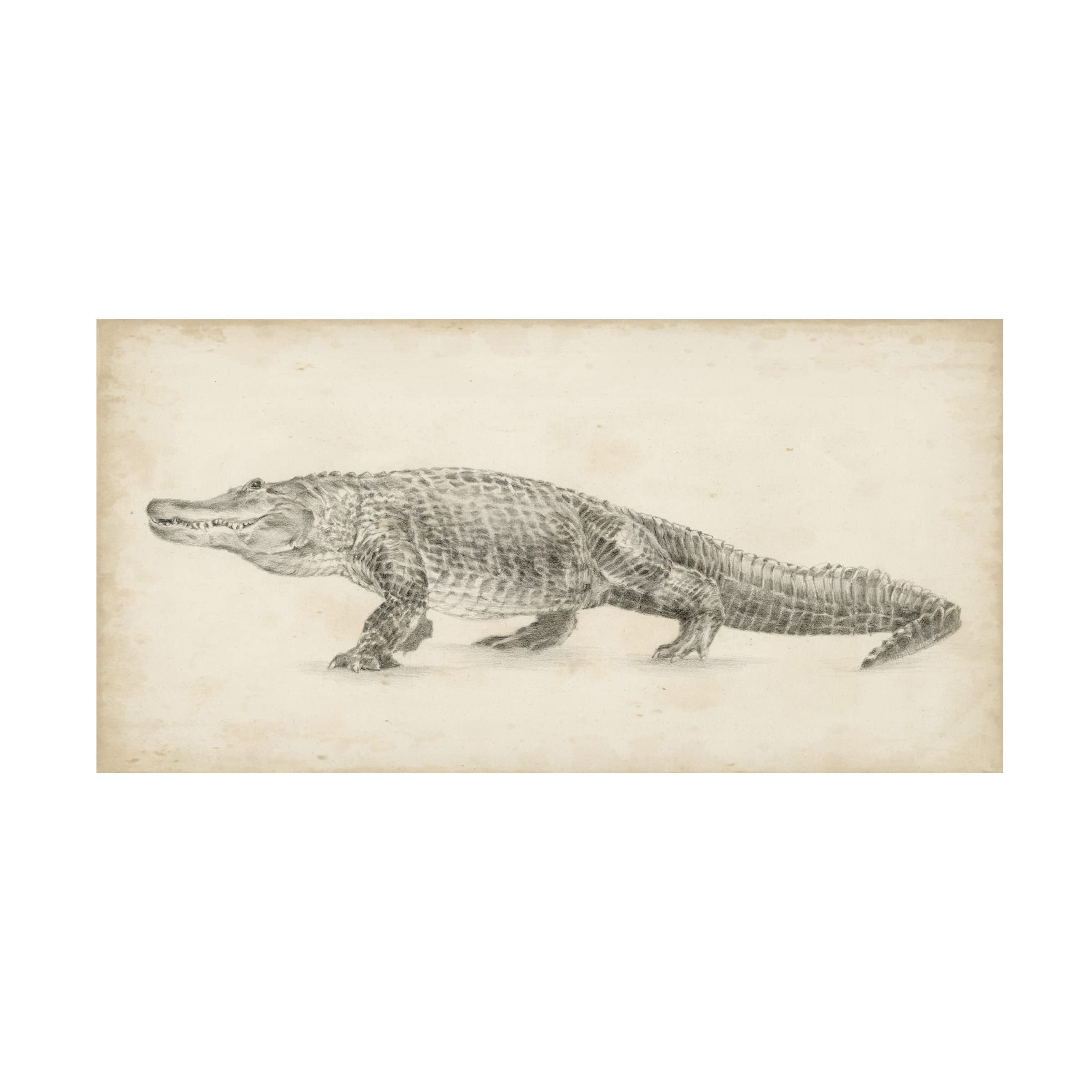 Ethan Harper 'Alligator Sketch' Canvas Wall Art - Handmade Wildlife Painting for Living Room, Office & Home Decor