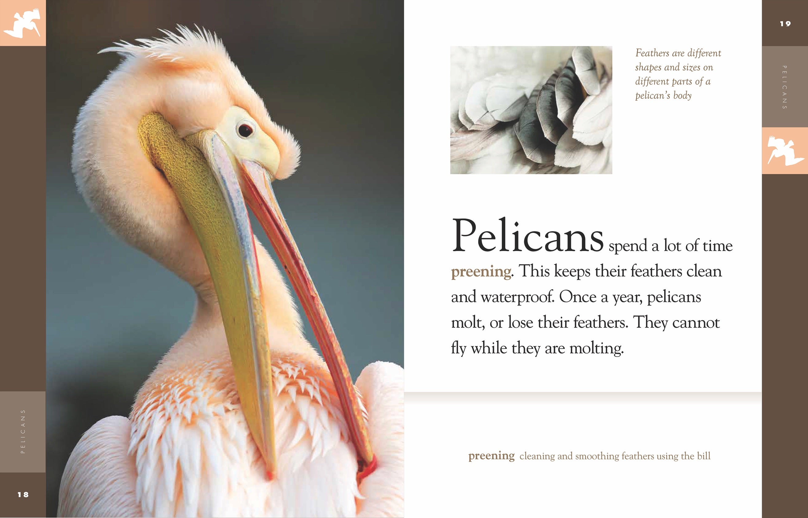 Amazing Animals (2014) - Pelicans Documentary | Wildlife & Nature Film | Educational Bird Watching for Kids & Adults