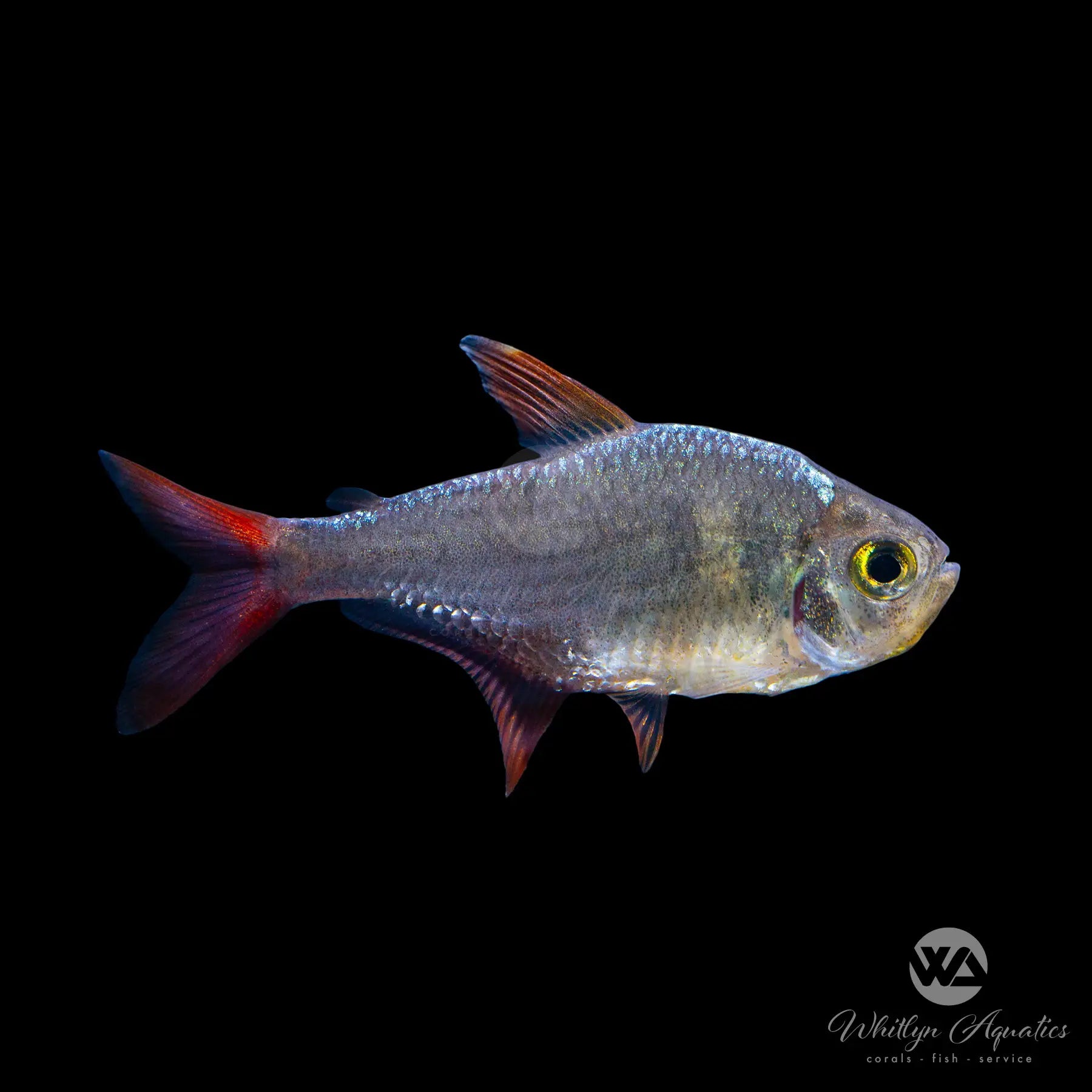 Vibrant Red & Blue Colombian Tetra Fish (Hyphessobrycon columbianus) - Perfect for Freshwater Community Aquariums & Tropical Fish Tanks