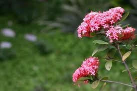 Ixora Plant - Tropical Flowering Shrub for Landscaping & Garden Decor | Perfect for Outdoor Gardens, Patios, and Poolside Areas