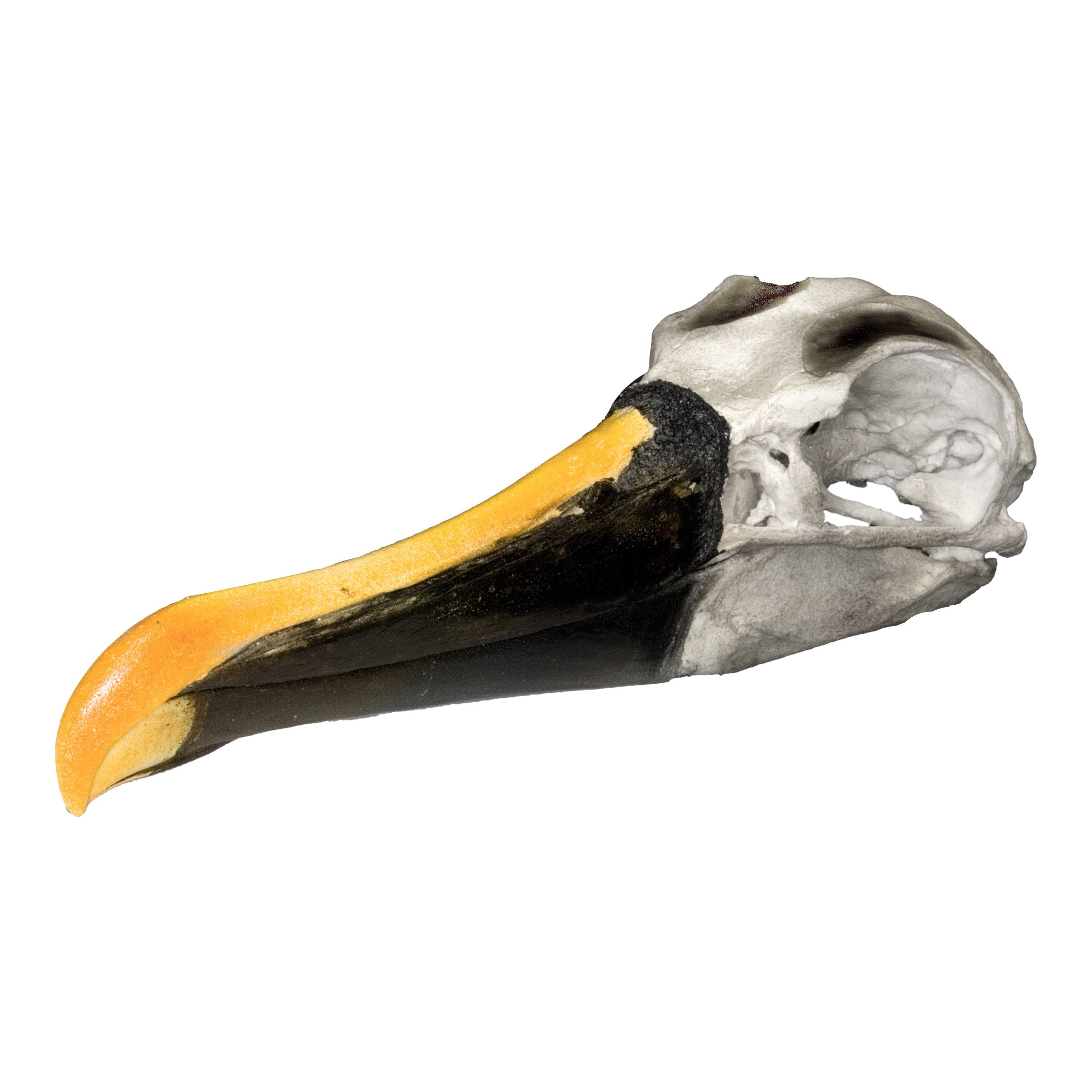 Authentic Replica Indian Yellow-Nosed Albatross Skull - Lifelike Bird Skull Model for Home Decor, Halloween Props, and Educational Displays