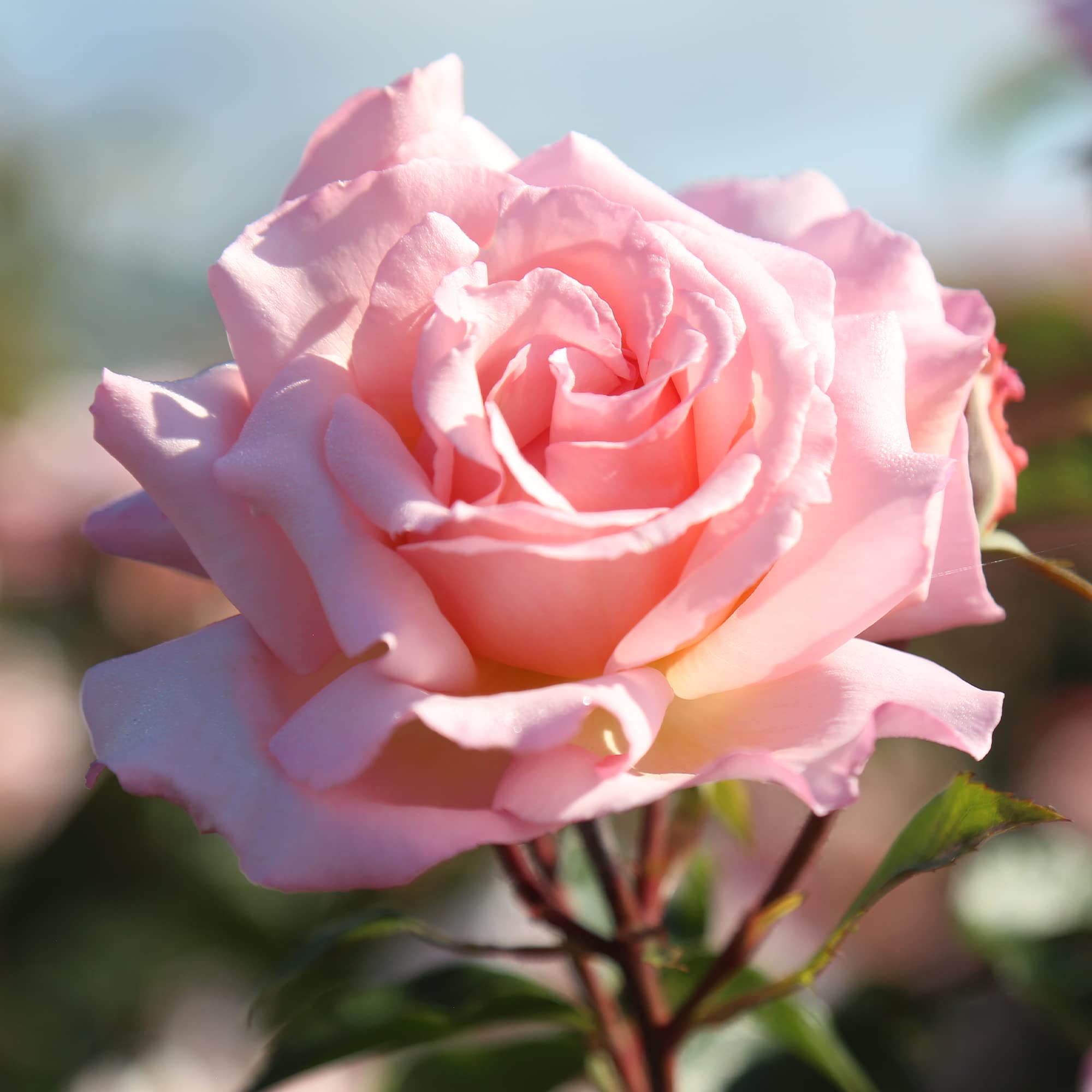Heirloom Roses Compassion® Rose Bush - English Legend Live Plant for Outdoor Garden Planting | Perfect for Landscaping, Borders & Cottage Gardens