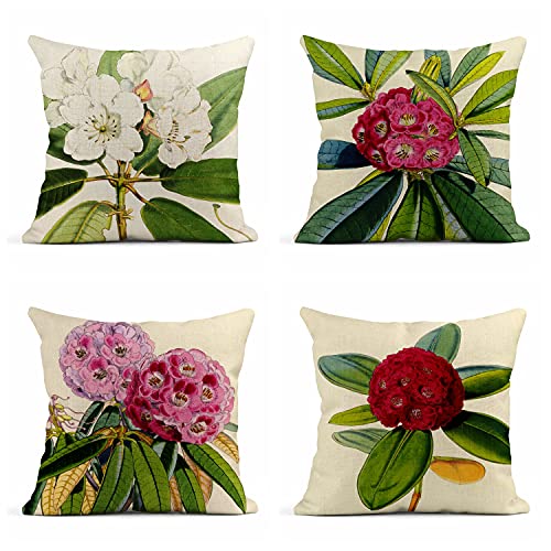 Rhododendron