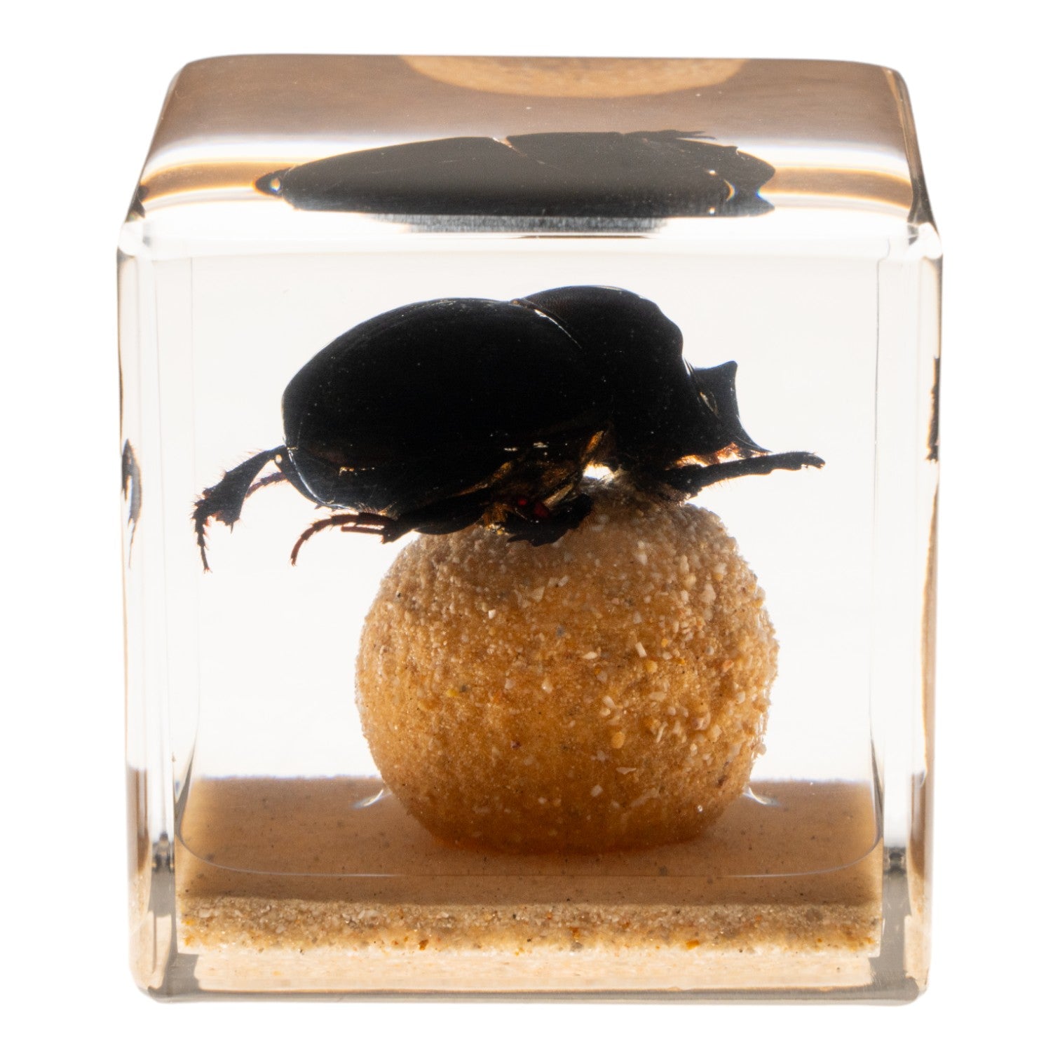 Real Dung Beetle Specimen Encased in Clear Acrylic Cube - Unique Science Display & Educational Insect Collection for Home Decor, Classroom, or Office