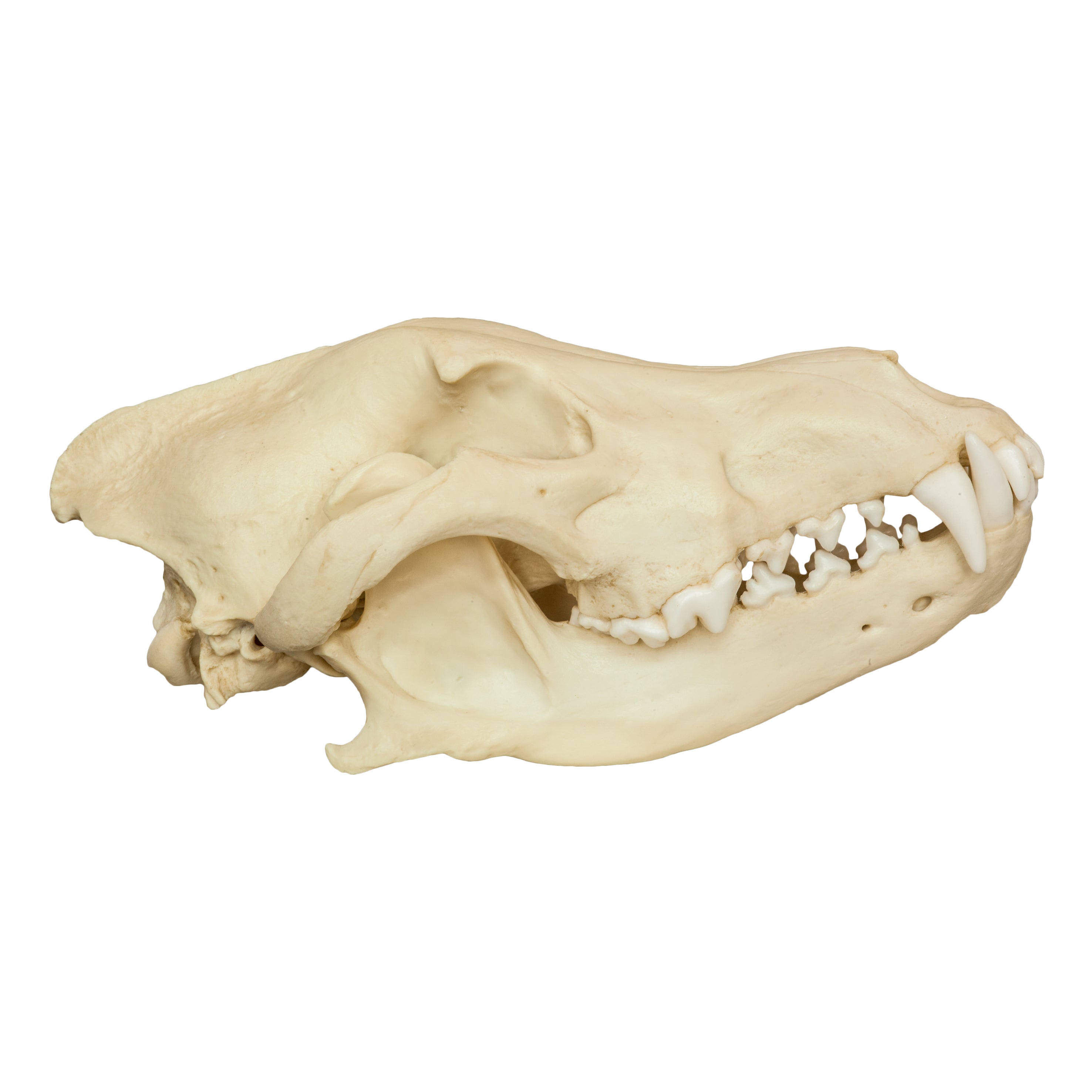 Authentic Gray Wolf Skull Replica - High-Quality Animal Skull Model for Home Decor, Halloween Props, Educational Display & Taxidermy Collection