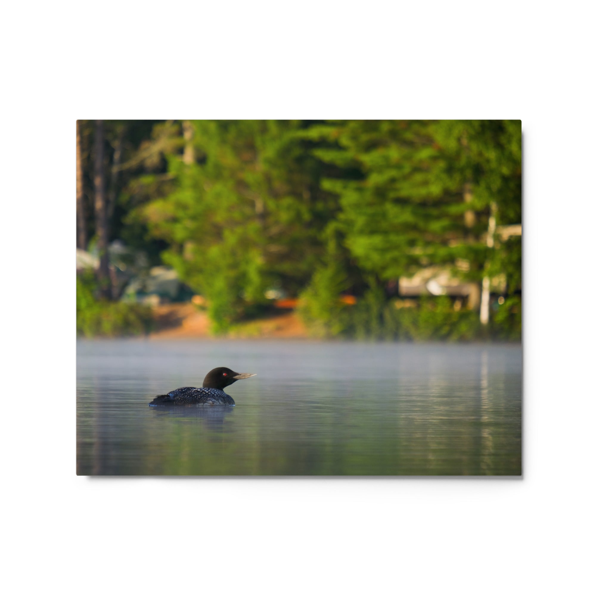 Adirondack Loon Metal Print - Premium Wall Art Decor for Home, Office & Cabin - Perfect for Nature Lovers & Rustic Interiors