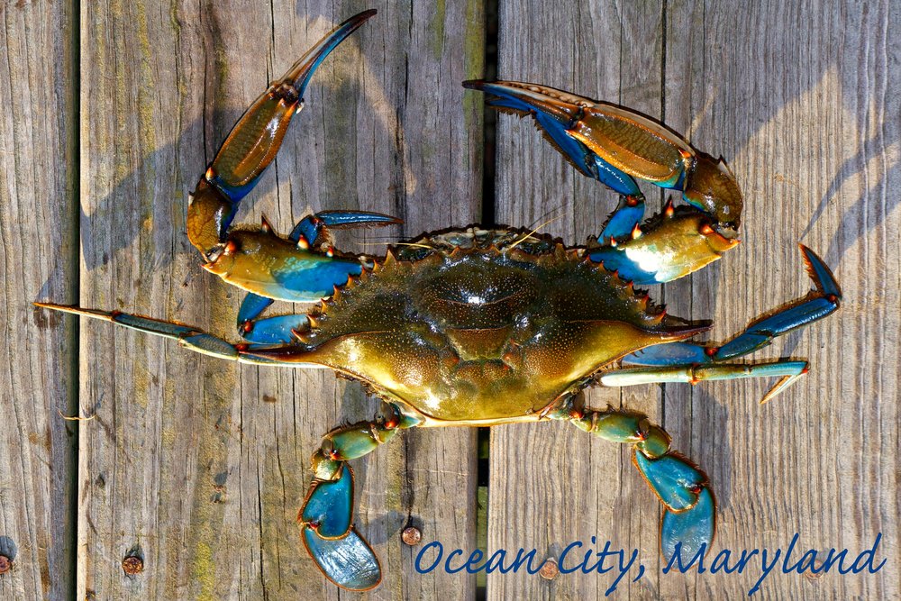 Signed Ocean City Maryland Blue Crab Dock Art Print - 24x36 Wall Decor Poster for Coastal & Nautical Home Decor | Perfect for Living Room, Beach House, or Office
