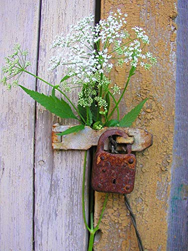 Vintage Castle Flowers Laminated Poster - 20x30 Inch Home Decor with Vibrant Colors & High-Quality Print - Perfect for Living Room, Bedroom, or Office Wall Art