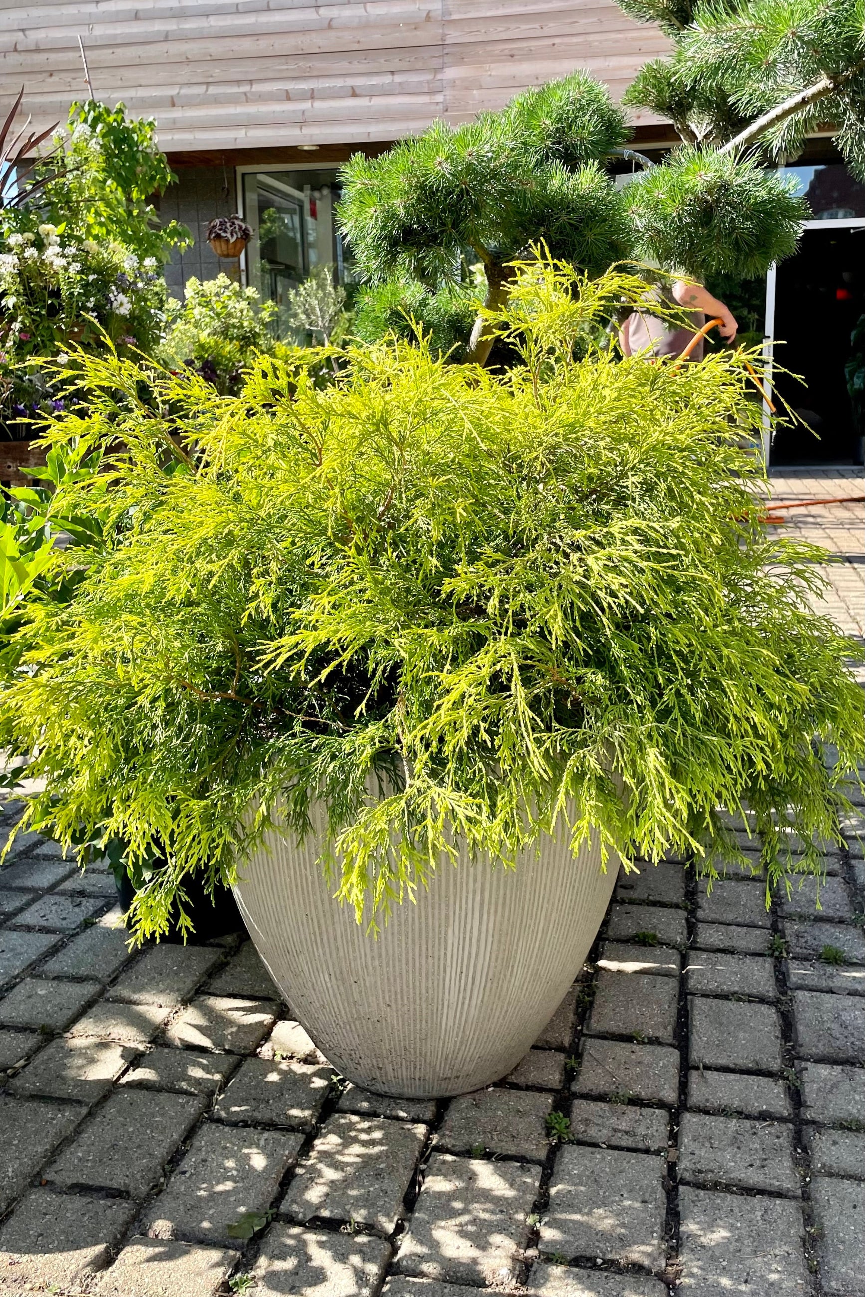 Golden Mop False Cypress (Chamaecyparis pisifera) - #6 Container Size | Evergreen Shrub for Landscaping, Garden Borders & Privacy Hedges