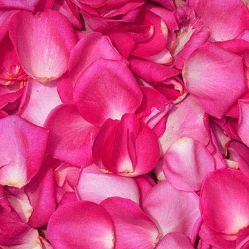 5000 Fresh Hot Pink Rose Petals - Real Natural Rose Petals for Wedding Decorations, Anniversary Celebrations, Romantic Proposals & Special Events - Bulk Rose Petals for Aisle, Table Scatter & Floral Arrangements