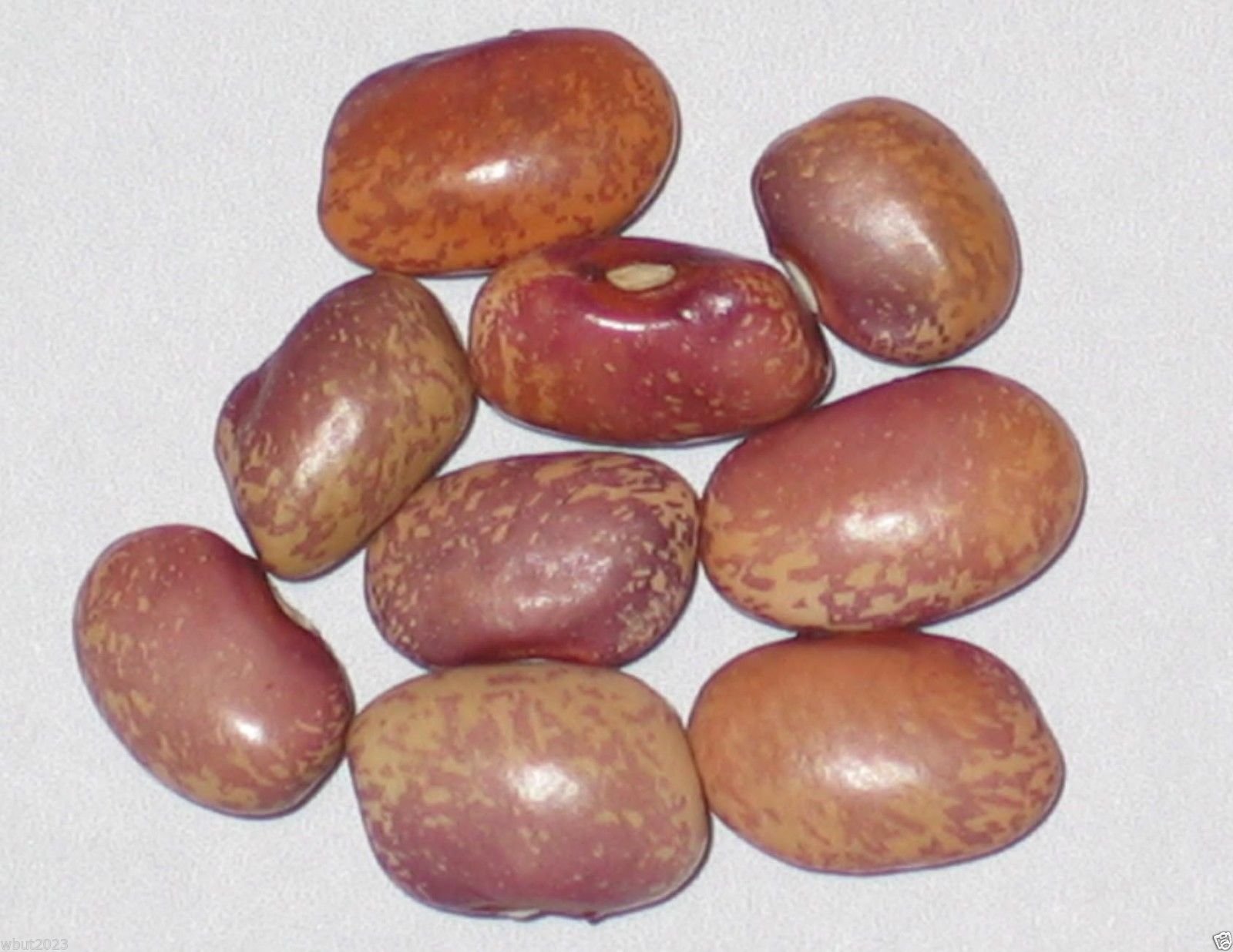 Flor De Mayo Bush Bean Seeds - Purple Speckled with Cream Background (100 Seeds) | Non-GMO, Heirloom Variety from Mexico | Perfect for Home Gardens, Container Planting & Fresh Eating