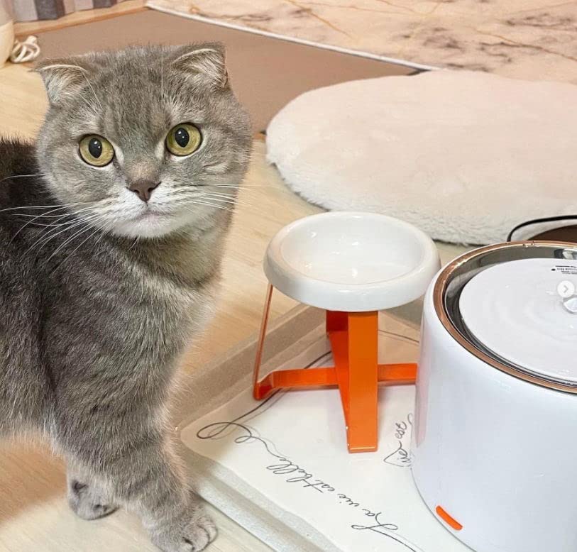 Premium Ceramic Elevated Cat & Small Dog Bowl - Spine Protection, Easy to Clean, Modern Design for Dining & Feeding Station - Perfect for Home, Kitchen, or Vet Clinic Use