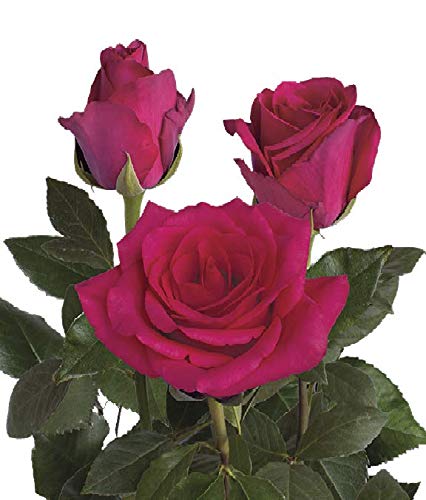 100 Fresh Cut Hot Pink Roses - Premium Dream Cut Flowers for Weddings, Anniversaries & Romantic Gifts