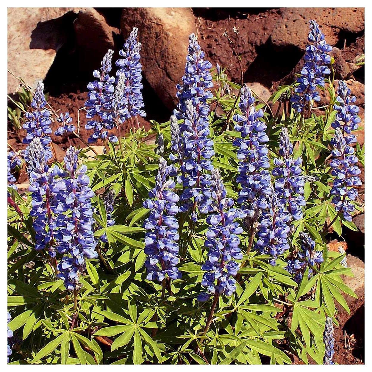 Everwilde Farms - 25 Mountain Lupine Native Wildflower Seeds - Gold Vault Jumbo Seed Packet for Gardening, Landscaping & Pollinator Gardens - Attracts Bees & Butterflies