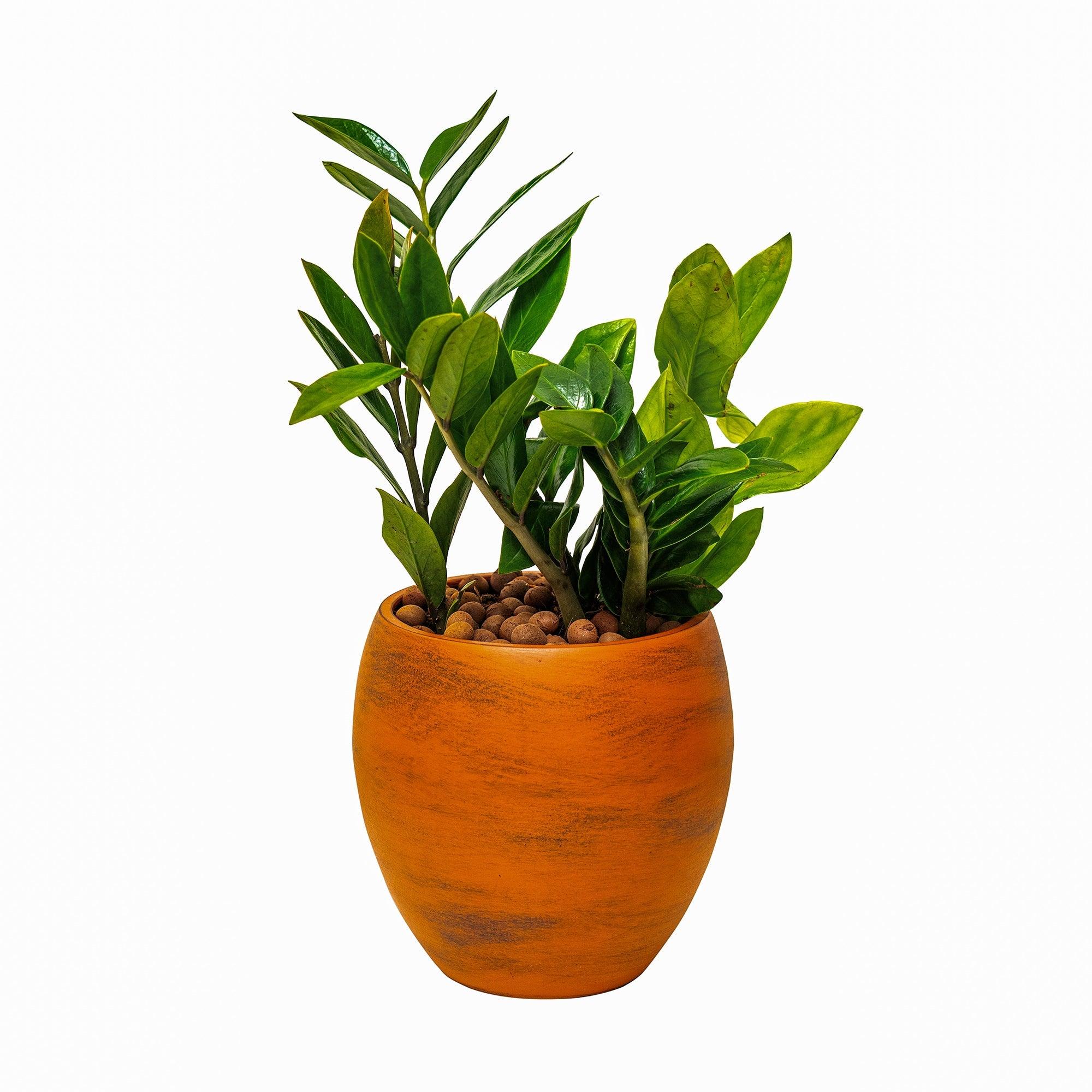 Terracotta