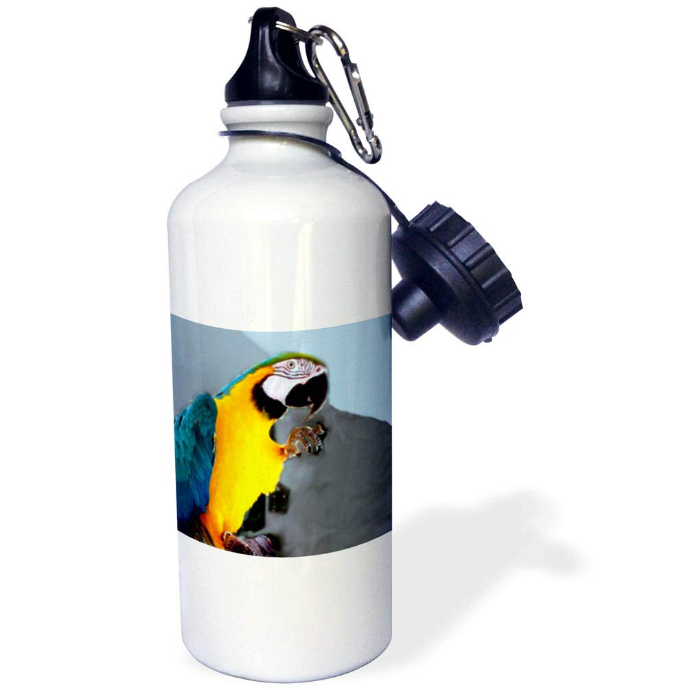 3D Rose Blue and Gold Macaw Sports Water Bottle - 21 oz Insulated Stainless Steel White - Perfect for Gym, Hiking & Outdoor Activities