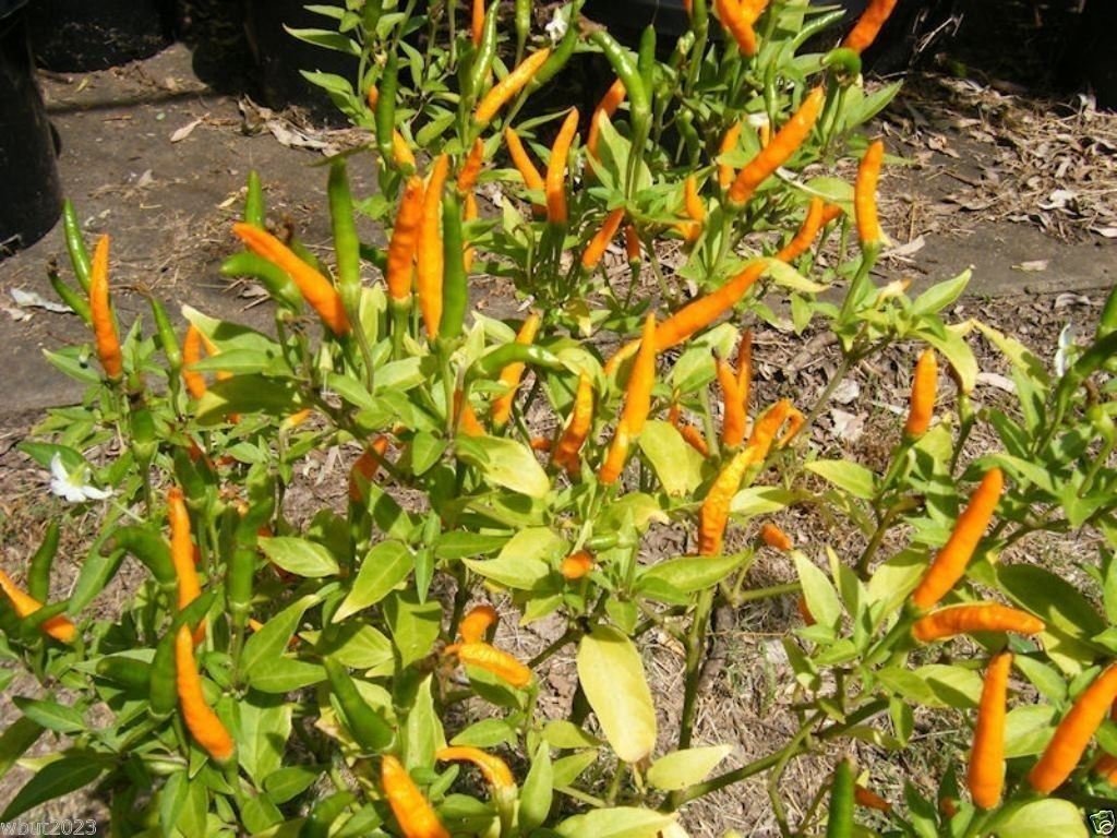 Rare Orange Thai Chili Pepper Seeds (Capsicum annuum) - 50 Count - Exotic Hot Pepper for Cooking, Sauces, and Home Gardening