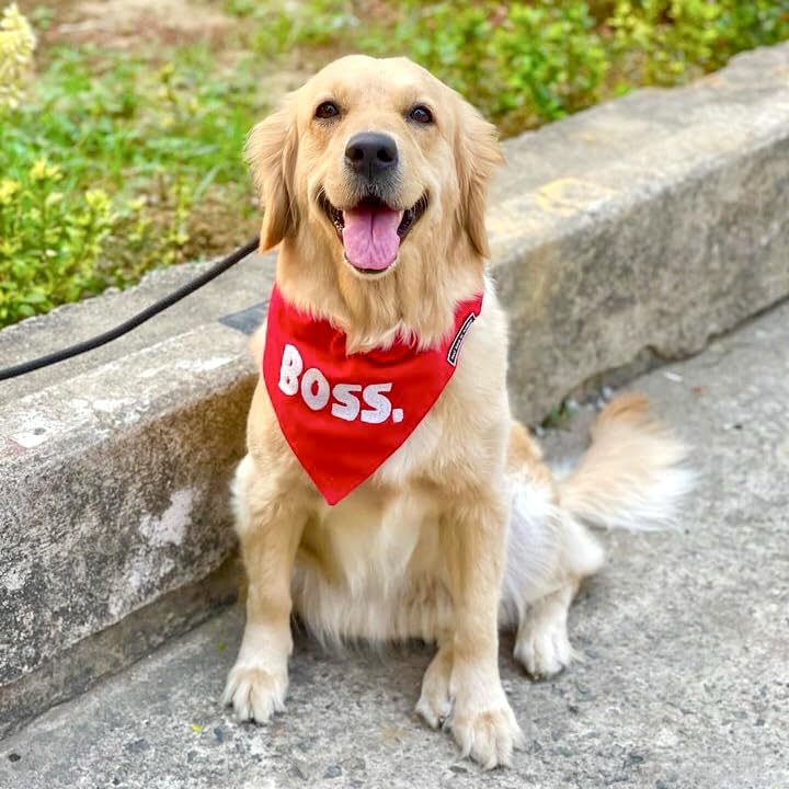 BOSS Dog Bandana & Scarf with Adjustable Collar - Tuxedo Style Pet Accessory for Large Dogs (Red, XL) - Perfect for Weddings, Parties & Special Occasions