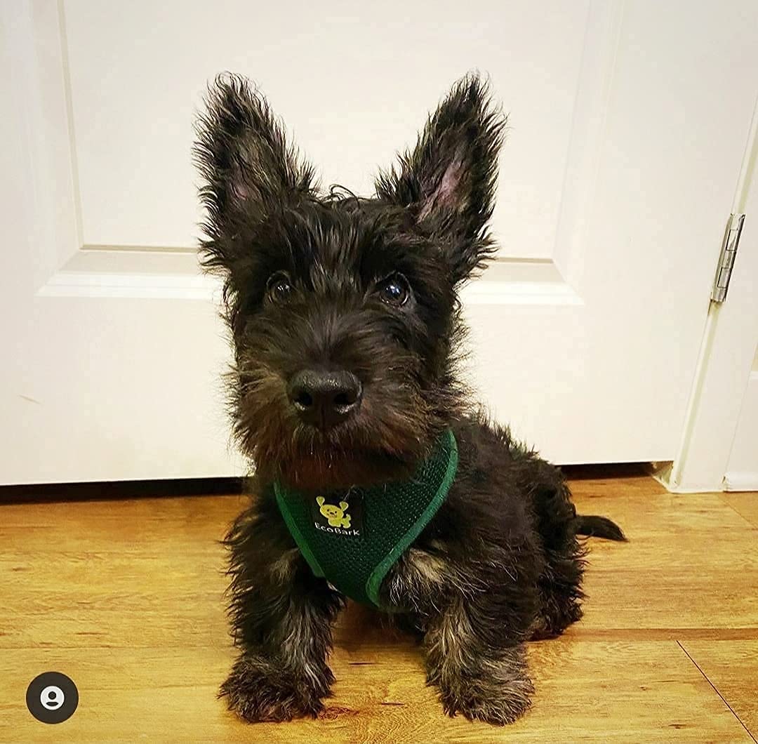 EcoBark Eco-Friendly No Pull Dog Harness - Soft Mesh Comfort Vest for Small, Toy & Teacup Dogs - Overhead Design Prevents Choking (XS, Dark Green) - Perfect for Walks, Training & Outdoor Adventures