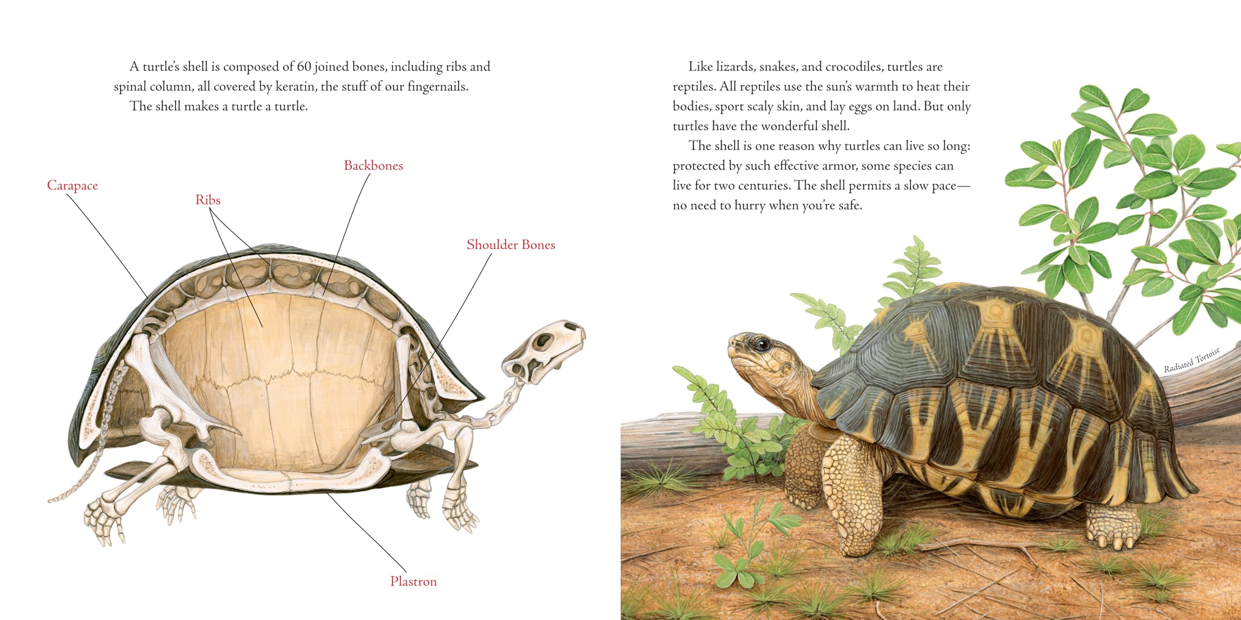 The Book of Turtles: Complete Guide to Turtle Species, Care & Facts - Perfect for Reptile Lovers, Pet Owners & Nature Enthusiasts