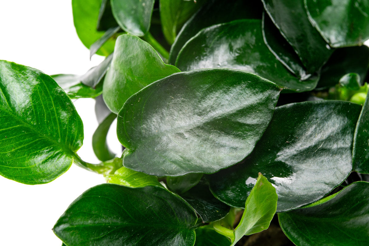Anubias Barteri Petite Round Live Aquarium Plant - Easy Low Light Freshwater Aquatic Plant for Fish Tanks, Aquascaping & Nano Tanks