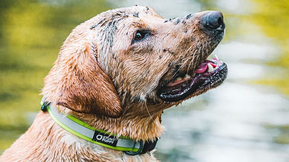 Go Dog Glo Waterproof & Stinkproof Dry Collar for Large Dogs - Royal Blue | Reflective Dog Collar for Night Safety, Swimming & Outdoor Adventures
