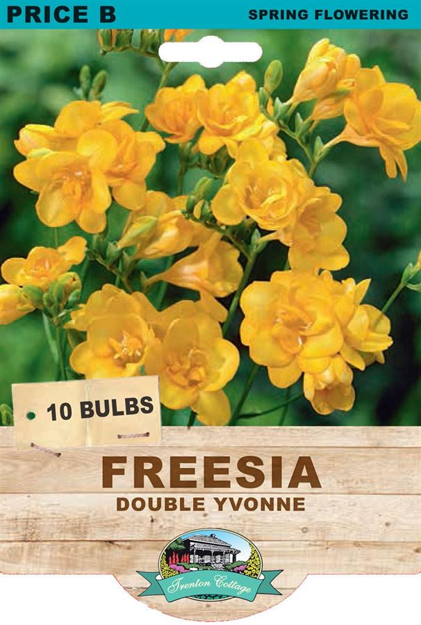 Freesia 'Double Yvonne' Bulbs - Fragrant Spring Blooming Flowers for Garden Planting, Wedding Bouquets & Home Decor