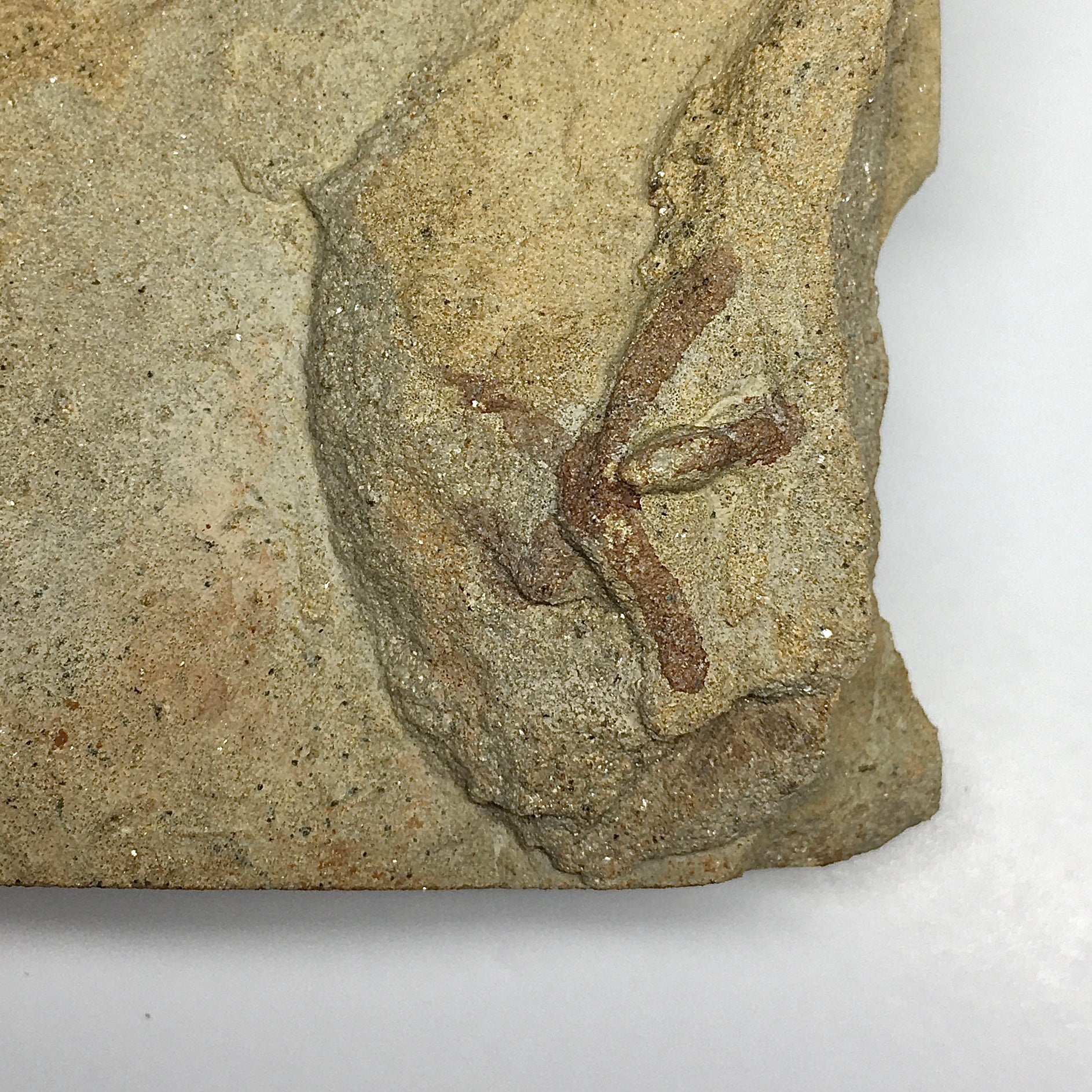 Starfish Asteriacites, Gastropod Tracks, Arthropod Tracks & Worm Burrows - Fossil Collection for Paleontology Study, Classroom Display & Nature Enthusiasts