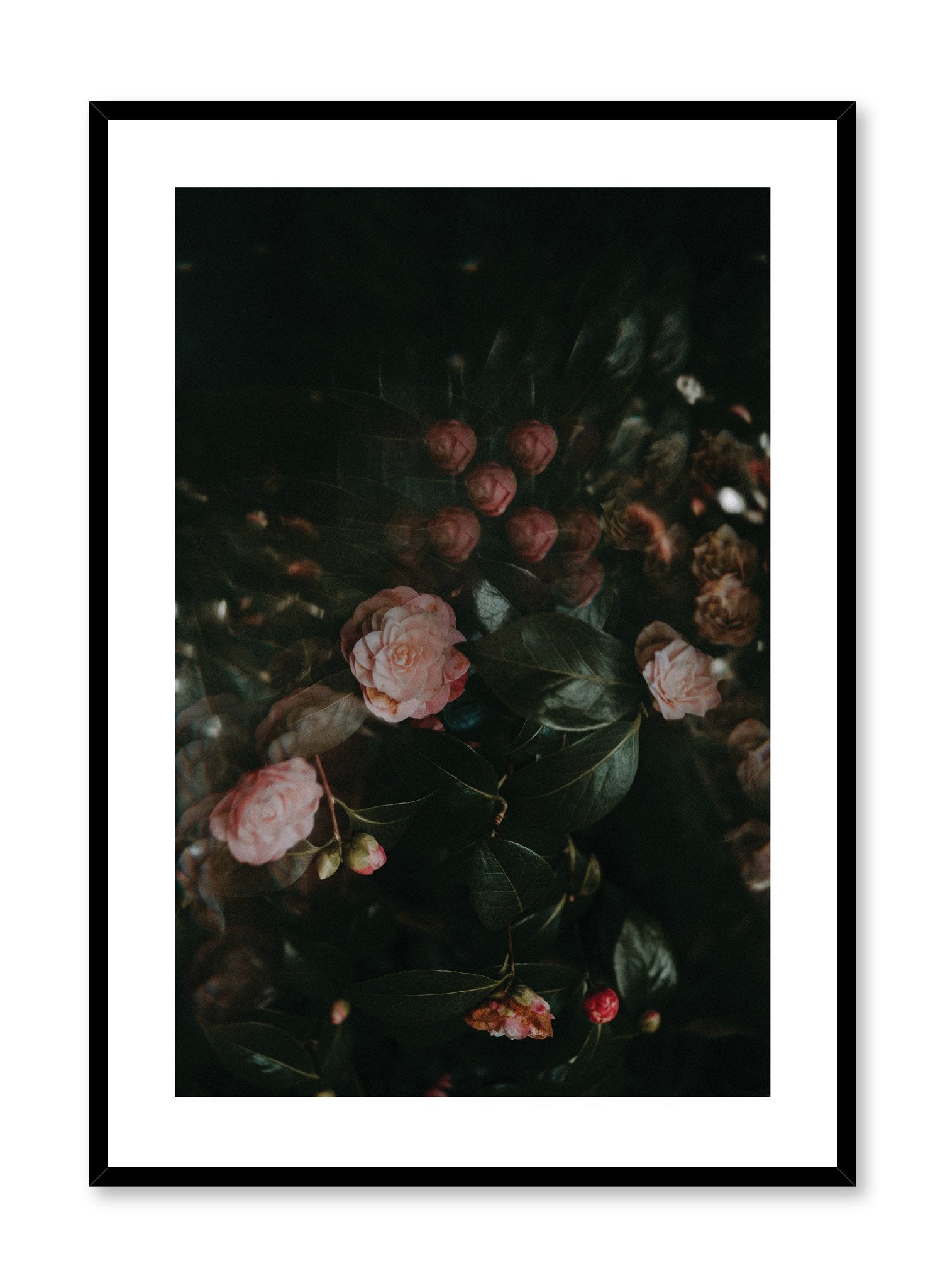 Rose Drama Poster - Vintage Floral Wall Art Decor for Living Room, Bedroom & Office - Perfect for Home Decor & Gifts