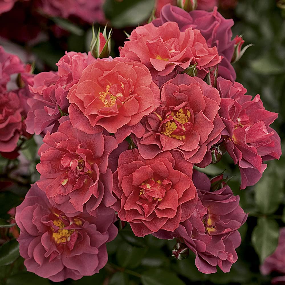 Heirloom Roses Cinco de Mayo Red Orange Floribunda Rose Bush - Live Outdoor Garden Plant for Landscaping, Borders & Container Gardening