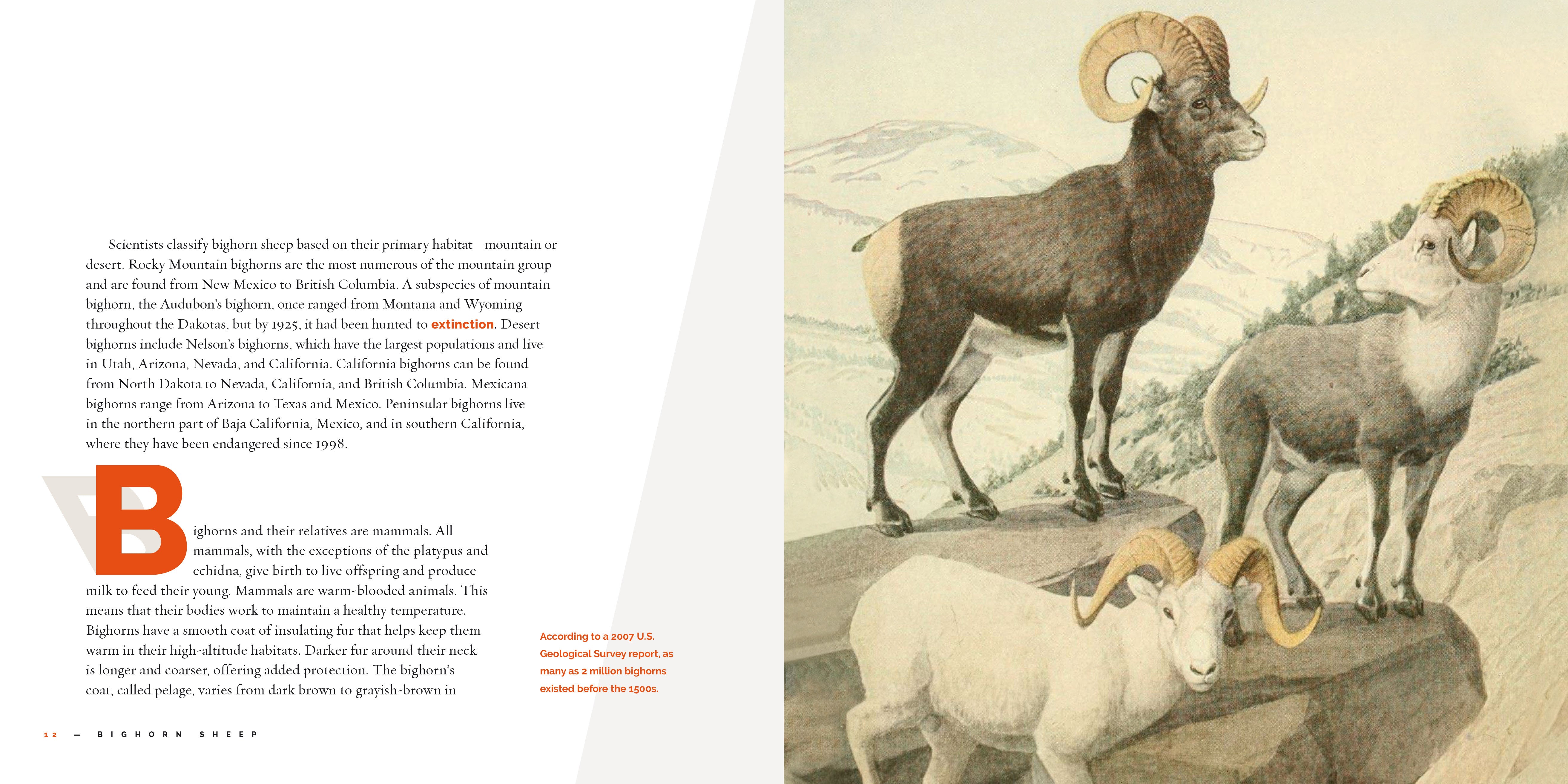 Big Horn Sheep Book 9781640267732 - Wildlife Education & Nature Exploration for Kids & Adults