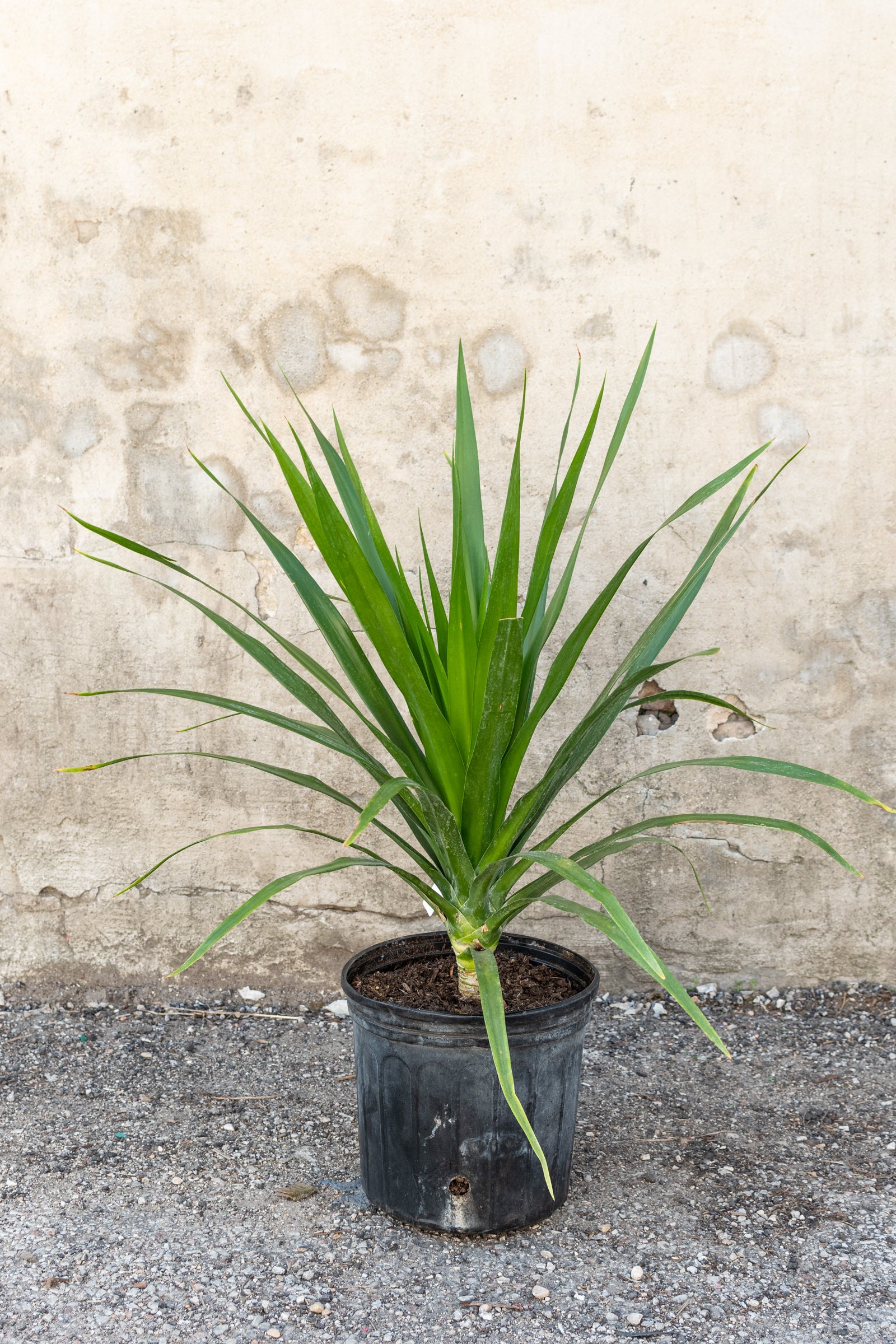 Dracaena Arborea Cane - 10 Pack Live Indoor Plants for Home & Office Decor - Perfect for Living Room, Bedroom, and Workspace Greenery