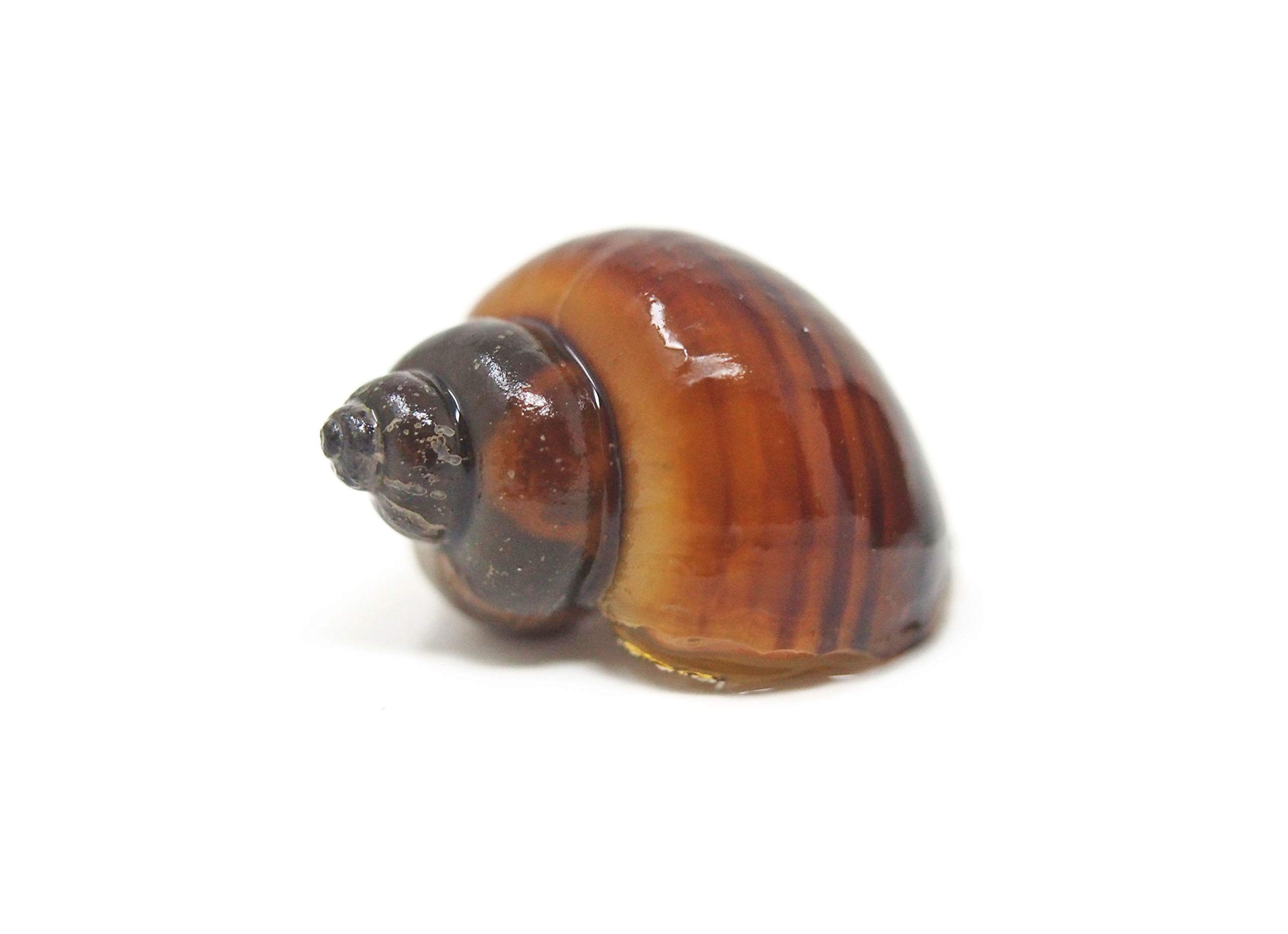 30 Live Albino Mystery Snails for Freshwater Aquariums | Biofilm Eater & Tank Cleaner | Nano Fish Tank Pets | Glass Cleaning Snails | Aquarium Decorations for Home & Office Use