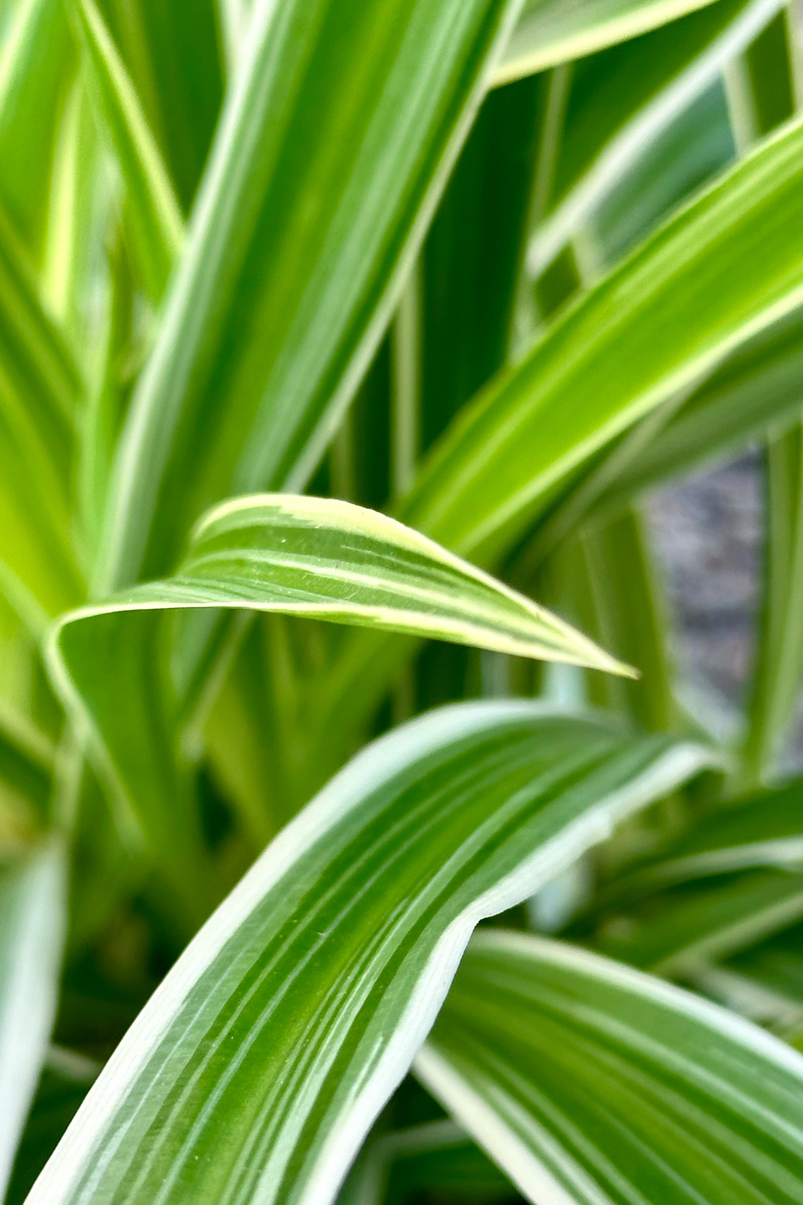 Chlorophytum Comosum 'Ocean' Spider Plant - 6 Inch Indoor Hanging Basket, Air Purifying Houseplant for Home, Office, and Bedroom Decor