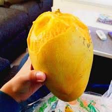 Elwyn 2 Giant Mango Fruit Seeds - Sweet Yellow Tropical Fruit Seeds for Home Garden Planting, Cooking & Smoothies