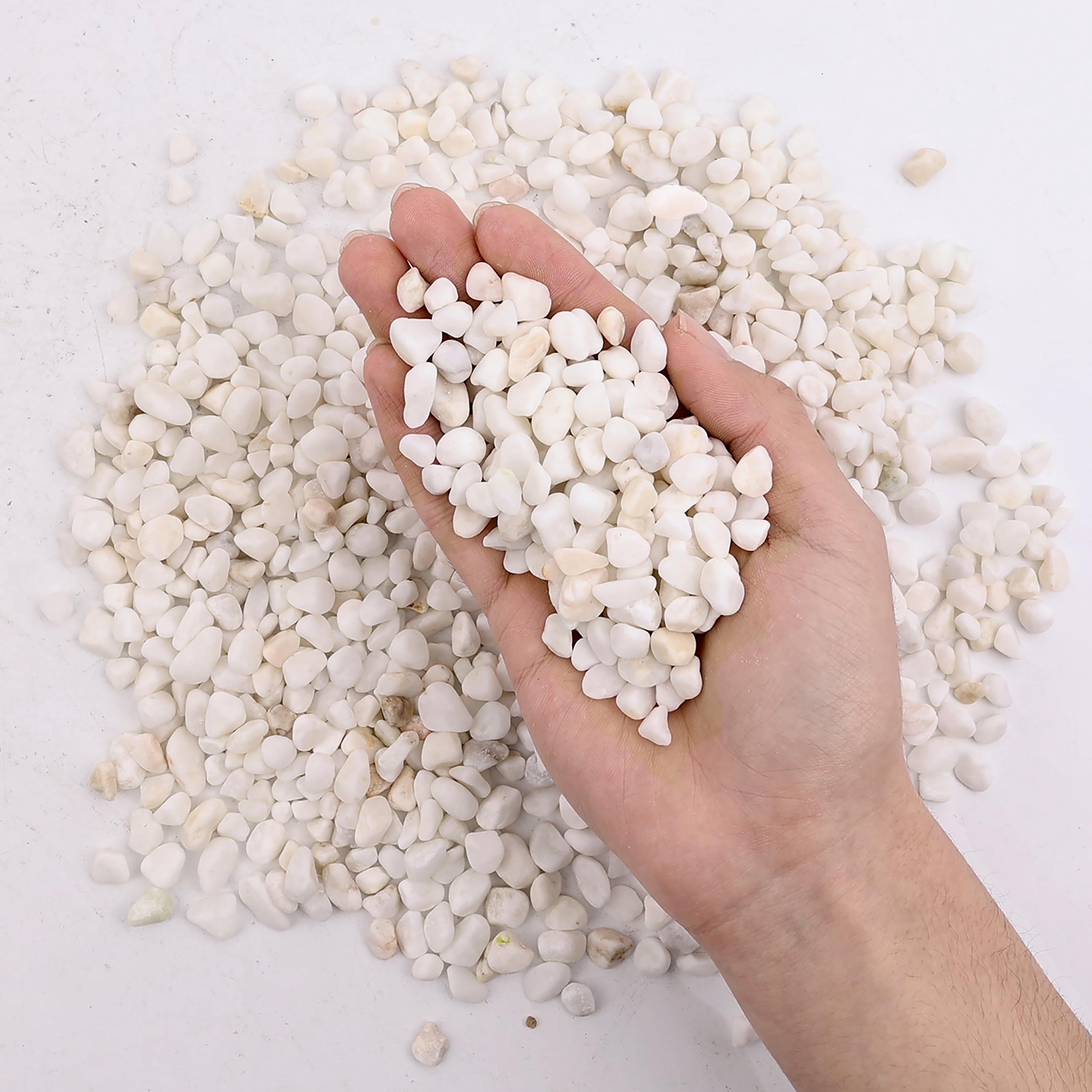 Natural White River Rocks for Potted Plants - 3/5 Inch Small Decorative Pebbles for Succulents, Cactus, Aquariums, Fish Tanks, Vases & Terrariums - 1 LB Indoor Plant Gravel for Home Decor & Landscaping