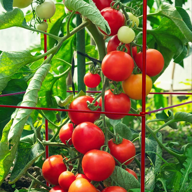 Heavy Duty Tomato Cages Plant Stand with 164 Feet Twist Ties - Sturdy Garden Plant Supports for Tomatoes, Cucumbers & Climbing Vegetables | Perfect for Home Gardening, Backyard Farms & Greenhouse Use