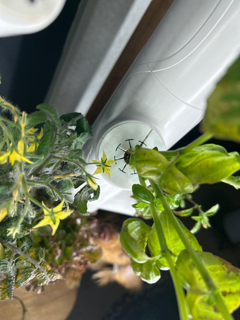 10 Pack 3D Printed Gardyn Pod Covers with 12.5mm Hole & Slit - Compatible with Gardyn Hydroponic System - Perfect for Indoor Gardening & Plant Protection