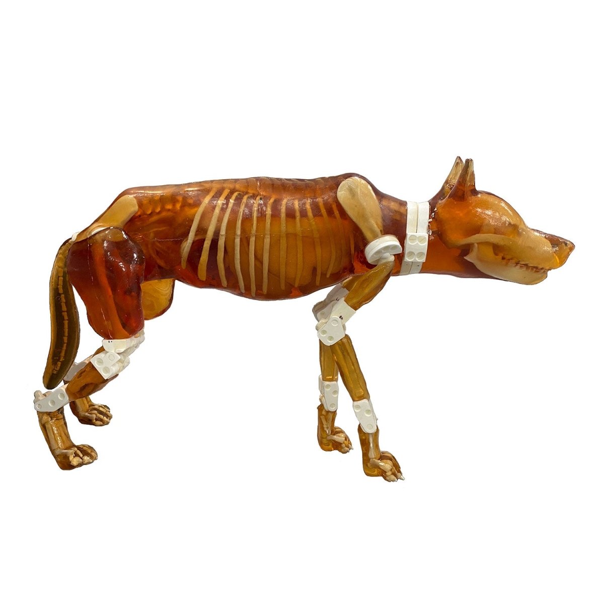 Female Dog Phantom for X-Ray, CT & MRI Imaging - High-Quality Veterinary Training & Diagnostic Tool for Accurate Scans