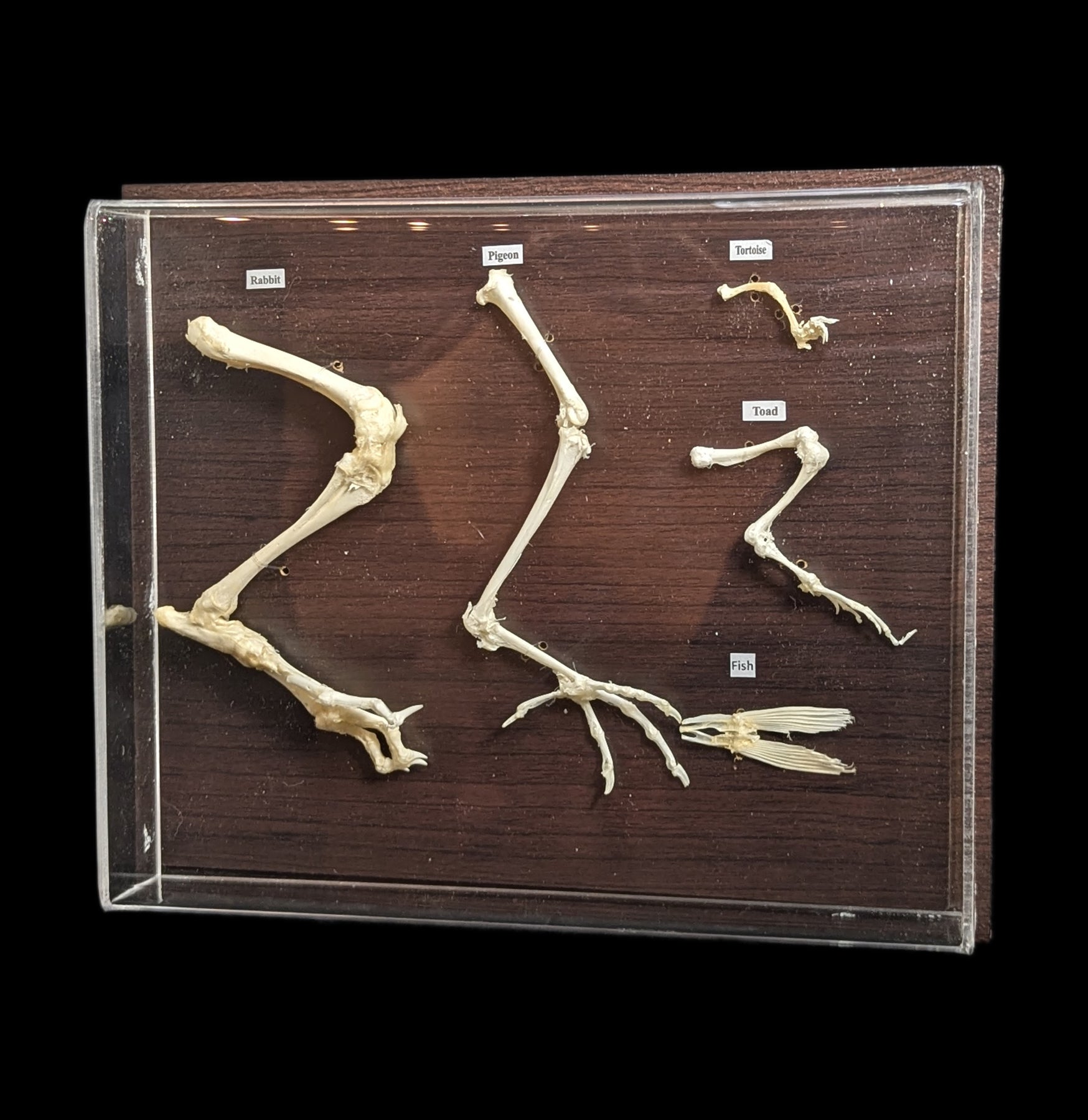 Comparative Analysis of Hind Limbs in Animals - Study Guide for Biology & Veterinary Students | Perfect for Research, Dissection Labs & Anatomy Classes
