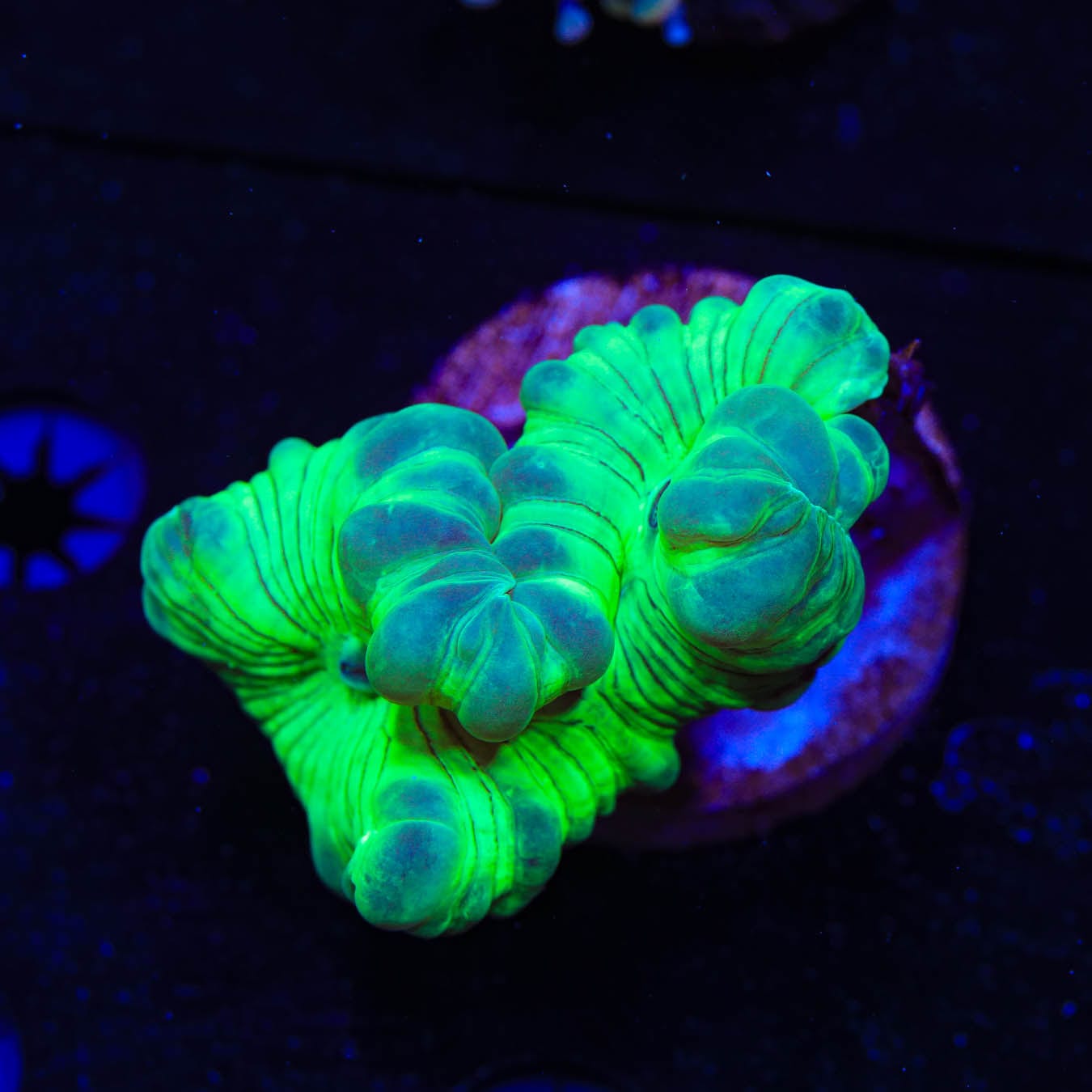 Fox Coral - Premium Home Decor & Unique Gift for Ocean Lovers | Perfect for Living Room, Bedroom & Beach House Decor