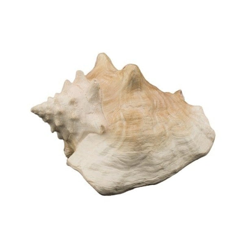 Bioscape Queen Conch Shell 22 cm (8.6 inches) - Natural Seashell Decor for Beach Themed Home, Coastal Wedding Centerpiece & Boho Room Decor
