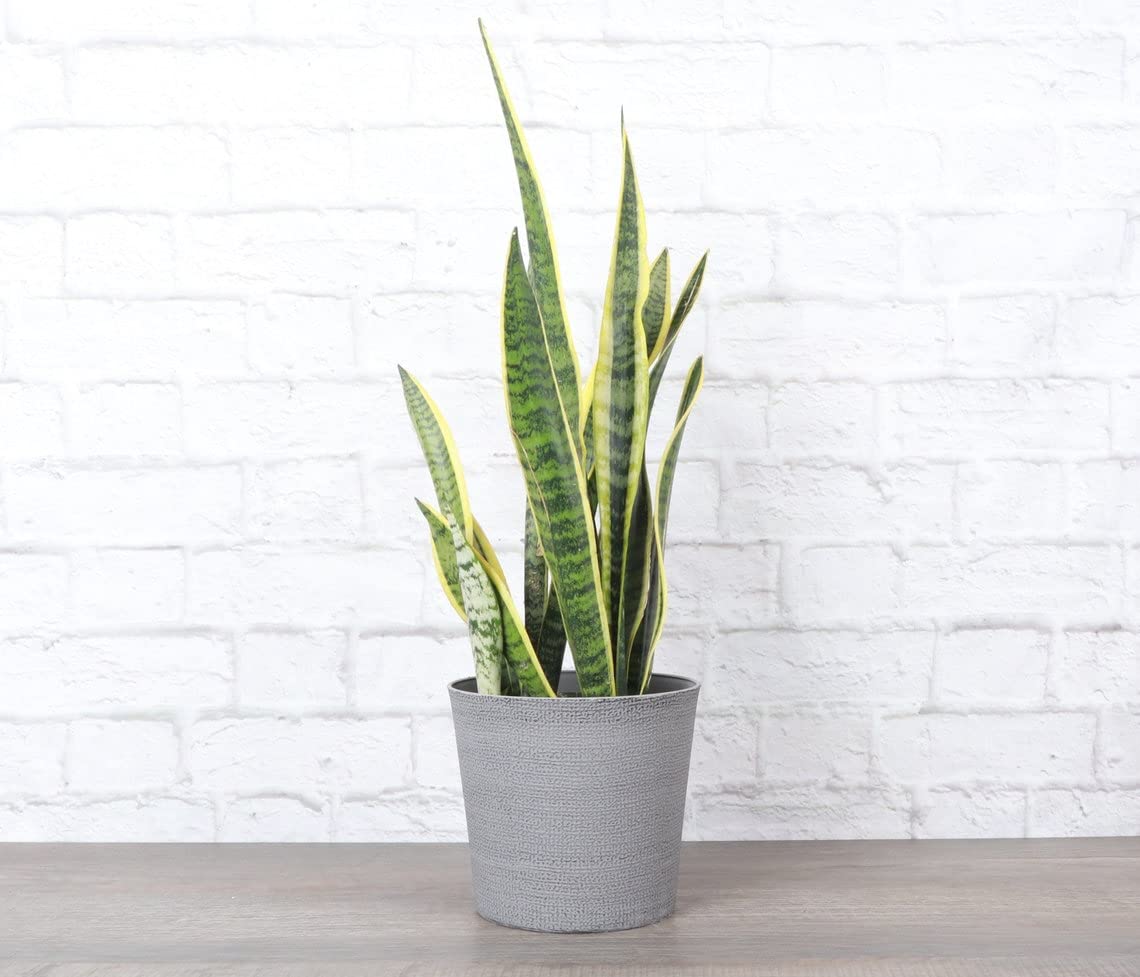 Thorsen's Live Variegated Snake Plant (Sansevieria Laurentii) in 6