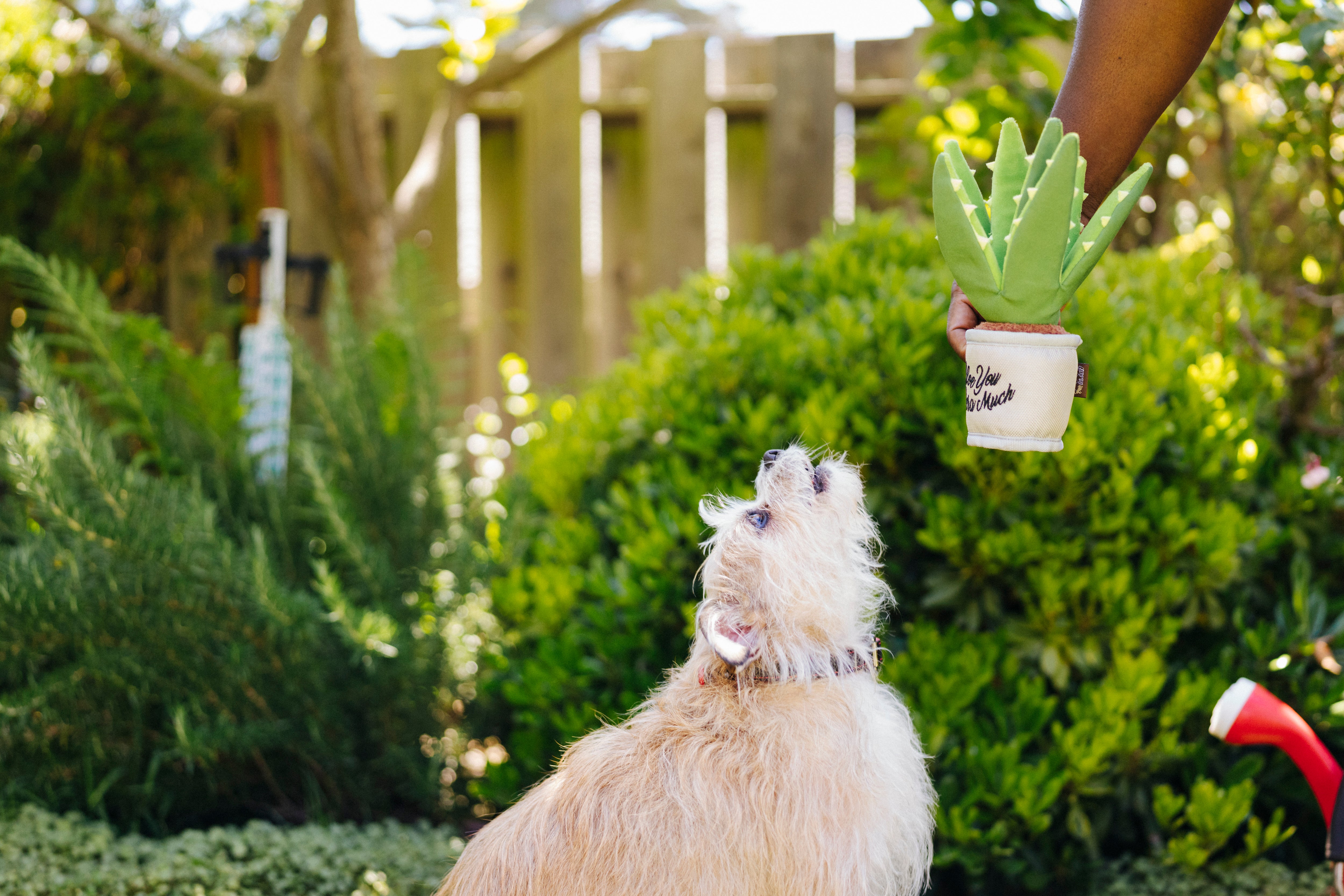 La Planta Aloe ve You Dog Plush Toy - Blooming Buddies™ Chew-Resistant Squeaky Stuffed Animal for Puppies & Dogs | Pet P.L.A.Y. | Perfect for Indoor Play, Training Rewards & Anxiety Relief