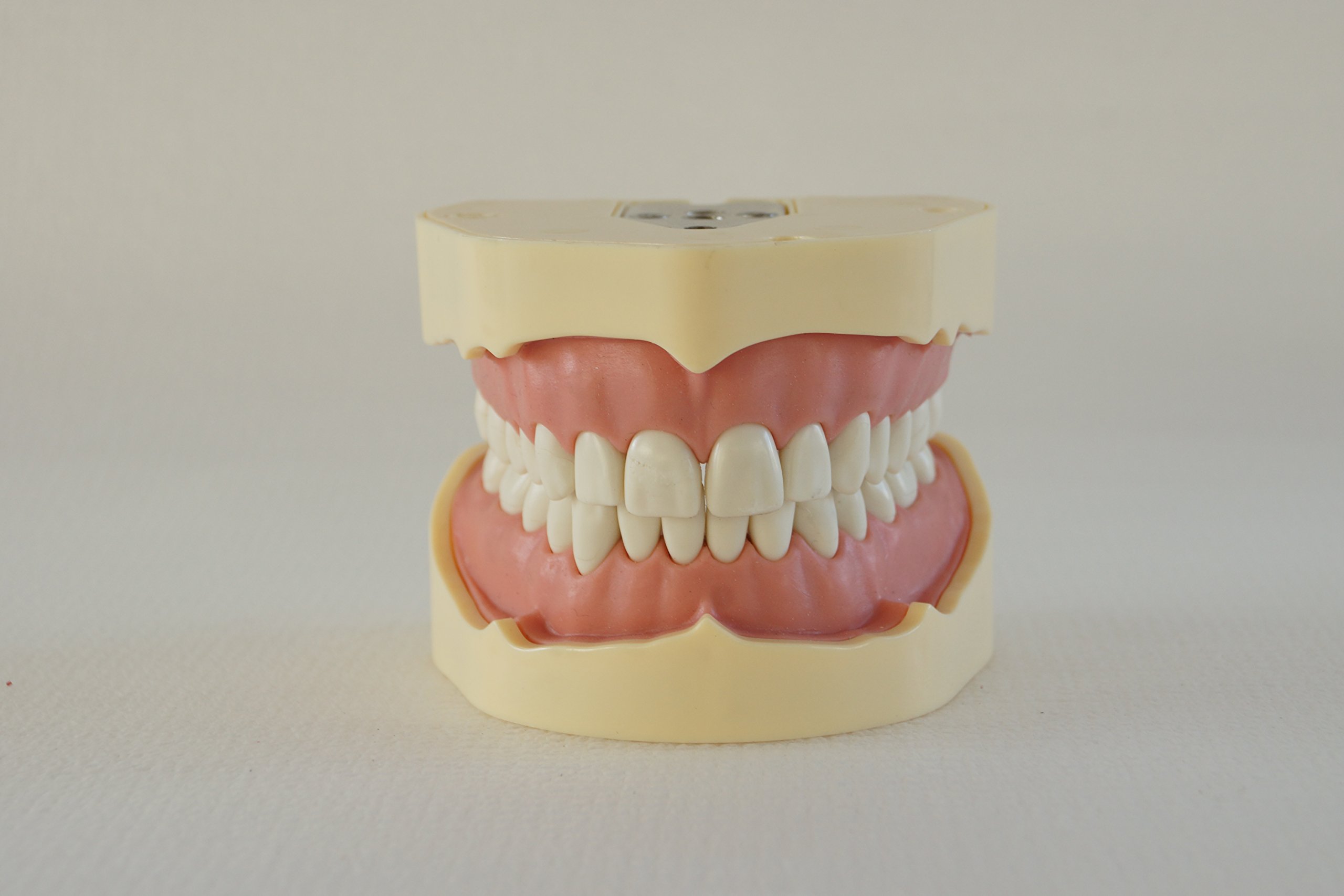 S&D Dental Teaching Demonstration Model - BF Type Study Teeth Model for Dental Students & Professionals | Perfect for Classroom Training & Clinical Practice