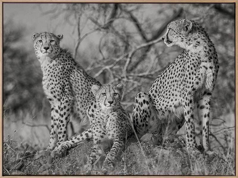 Cheetah Tribe Canvas Art Print - Stunning Wildlife Wall Decor for Living Room, Bedroom & Office - Perfect for Home & Office Decor