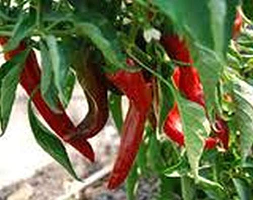 Sandia Pepper Seeds - Hot New Mexico Long Green Chili Pepper (50 Seeds) - Perfect for Home Gardening, Cooking & Spicy Recipes