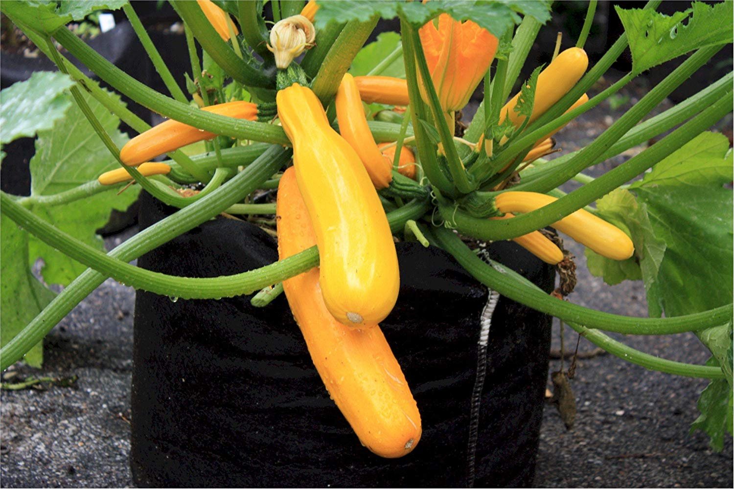 600-Gallon Smart Pot Fabric Plant Container - Aeration Grow Bag for Trees, Vegetables & Large Plants | Outdoor Gardening & Urban Farming Solution